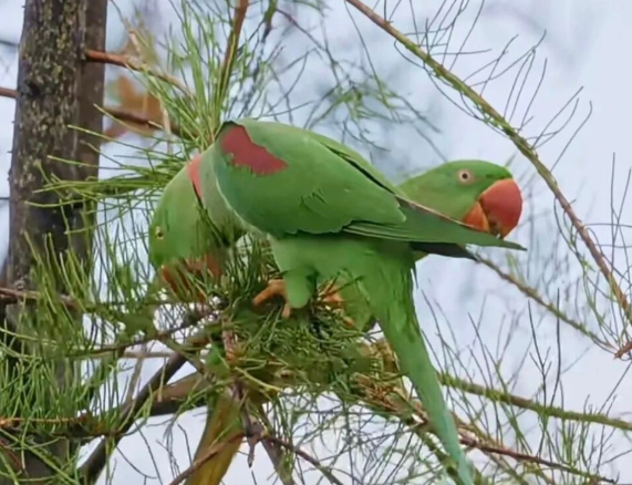 鸚鵡每天“港鳥北上”吸引市民打卡