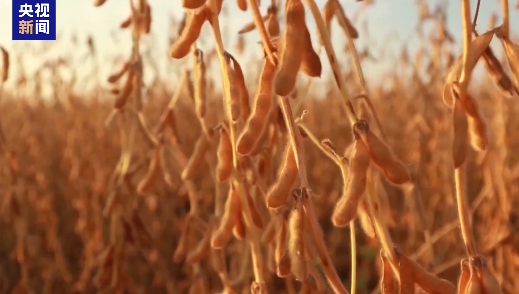 中國今年9月首 次未進口美國大豆