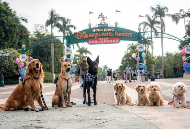 愛協“全城狗狗行善日”3月1日舉行 寵物狗可首度踏上港鐵