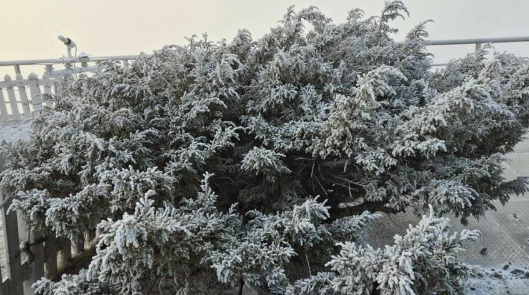 暌違8年 台灣阿里山迎來降雪