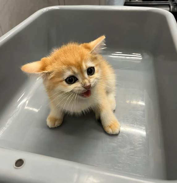 hk_c_1749123715065060498.png hk_c_image.png